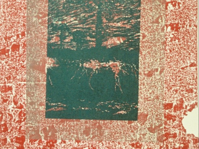 Serie Araucaria Fecunda Araucaria