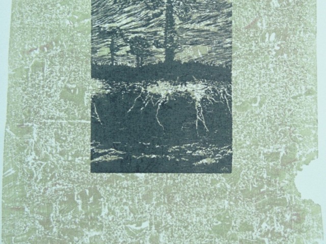 Serie Araucaria Indomita Araucaria